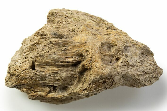 Fossil Tyrannosaur (T rex) Skull Section - Wyoming #314031